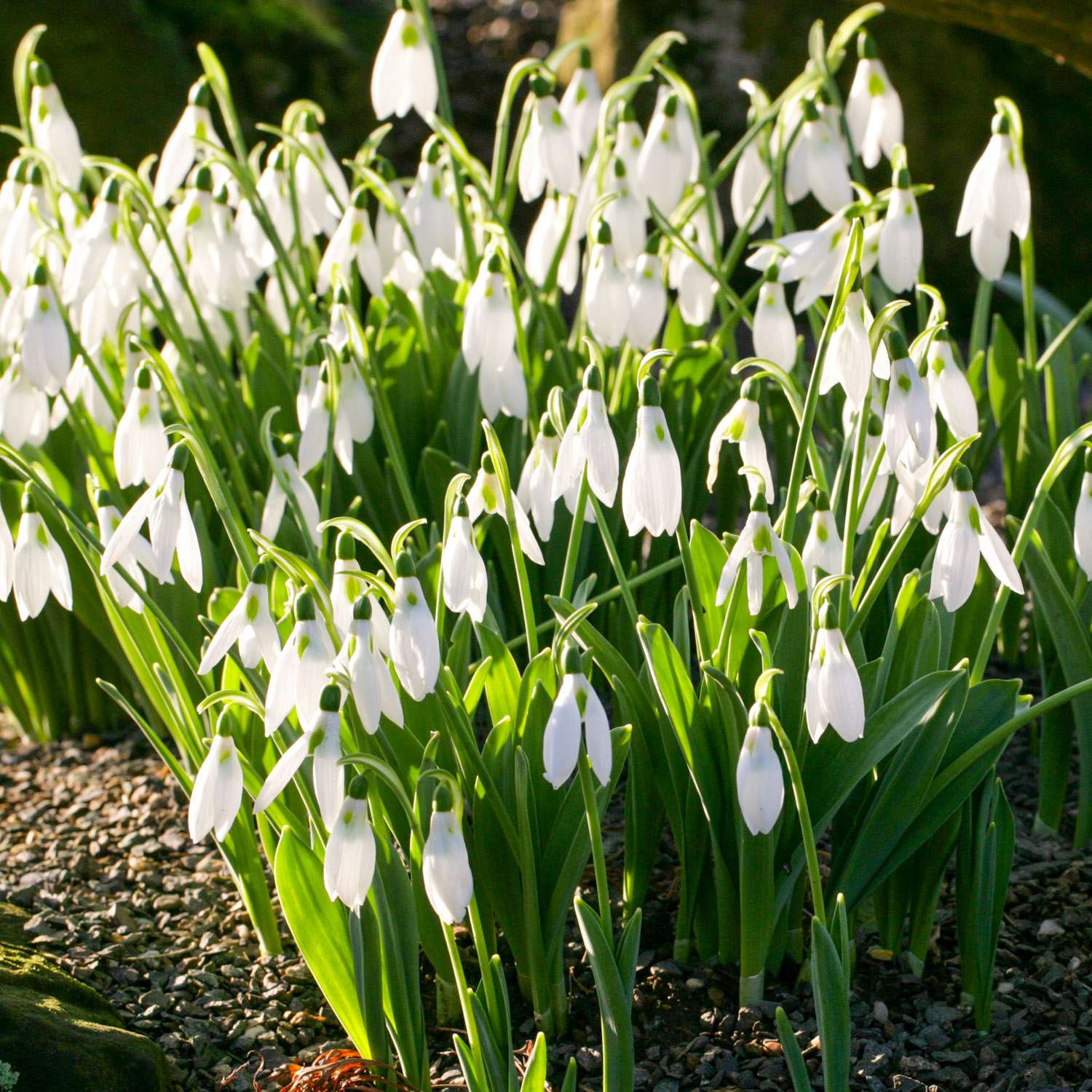 Vintergæk 'Elwesii'